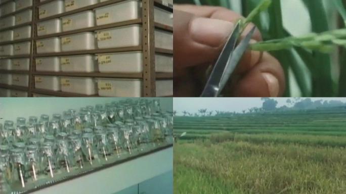 现代农业技术试验基地科学培育水稻育苗