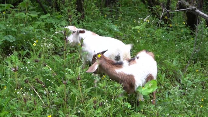 山羊羊吃草