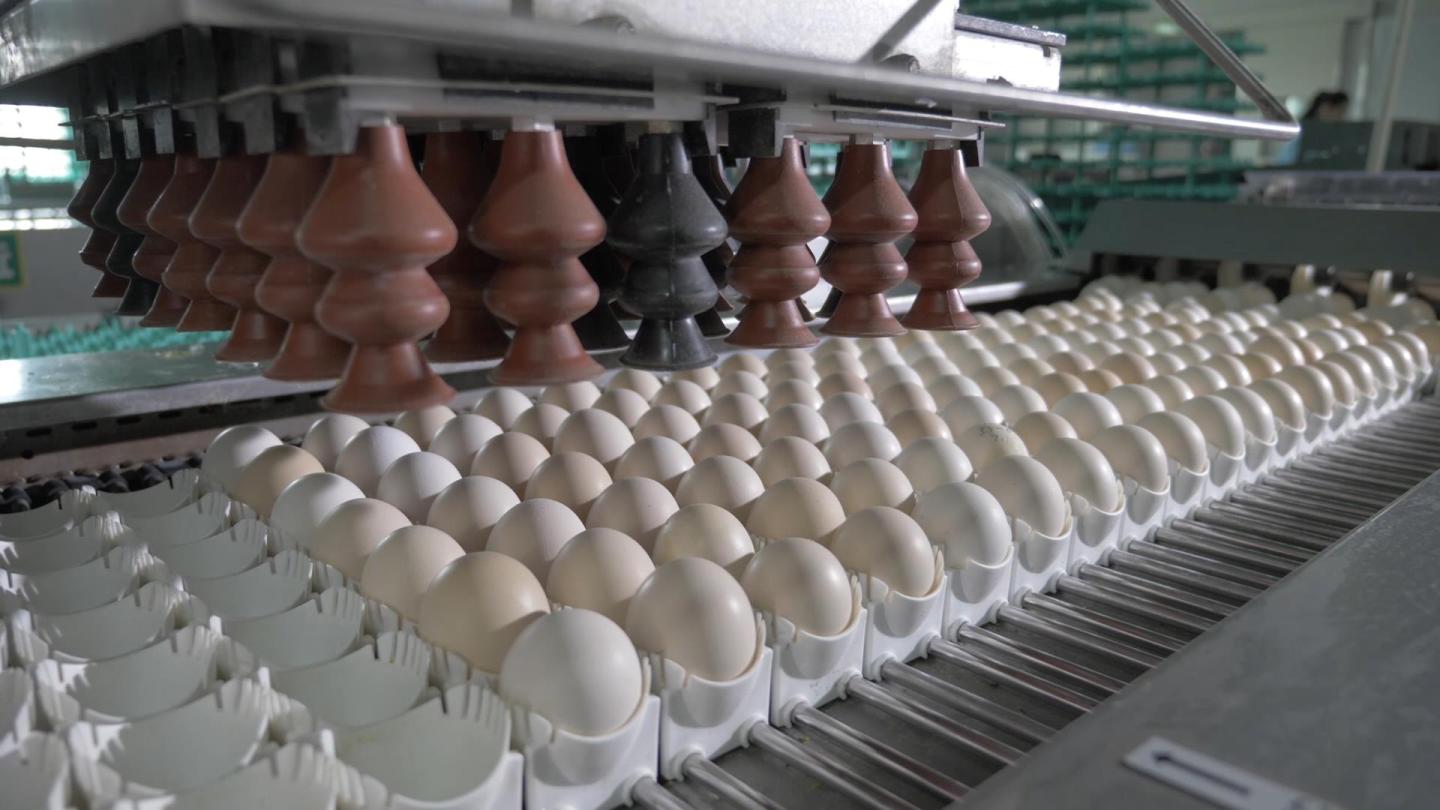全自动肉鸡生产线鸡蛋筛选孵化