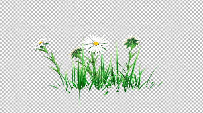 小白花-带透明通道