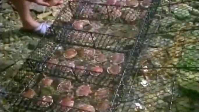 黄海海产品扇贝科学培育繁殖