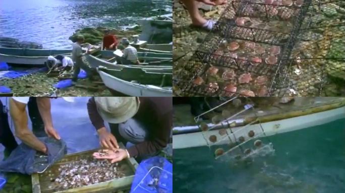 黄海海产品扇贝科学培育繁殖