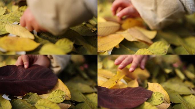 树叶植物素材榆树叶子和纸人果子视觉