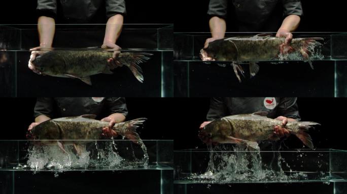餐饮美食鱼出水捕鱼升格R3D素材