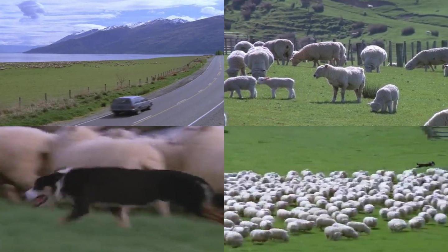 新西兰农村牧羊犬牧场畜牧业