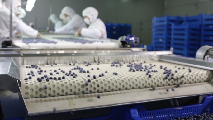 蓝莓水果果实生产线筛选检测包装流水线