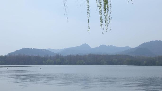 春天西湖美景空镜
