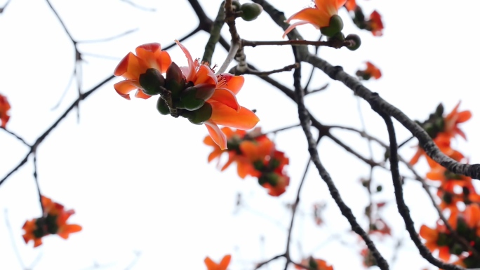 木棉花广州