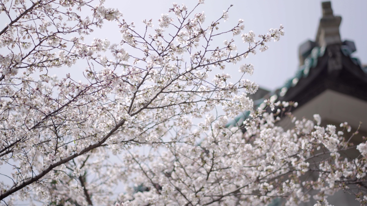 武汉大学樱花4K航拍樱花有地拍