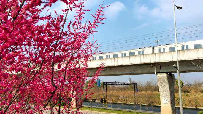 开往春天的列车红梅花里地铁4K