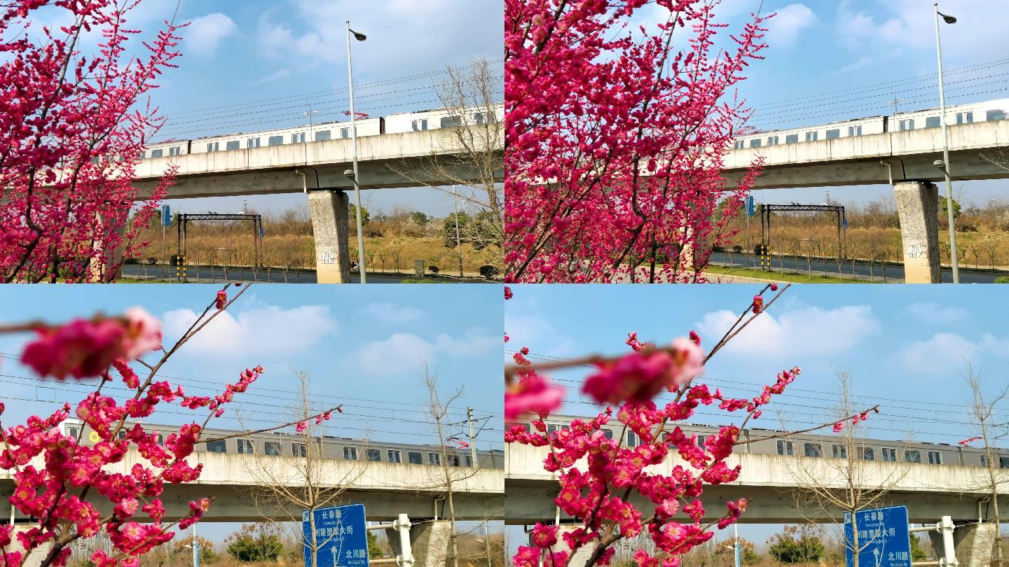 开往春天的列车红梅花里地铁4K