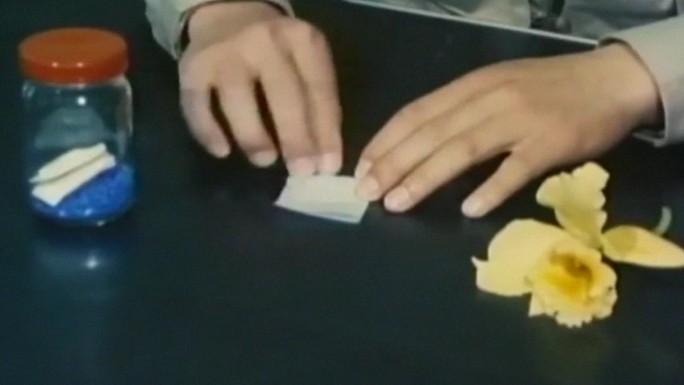 花农植物园暖房花棚育苗种植改良新品种