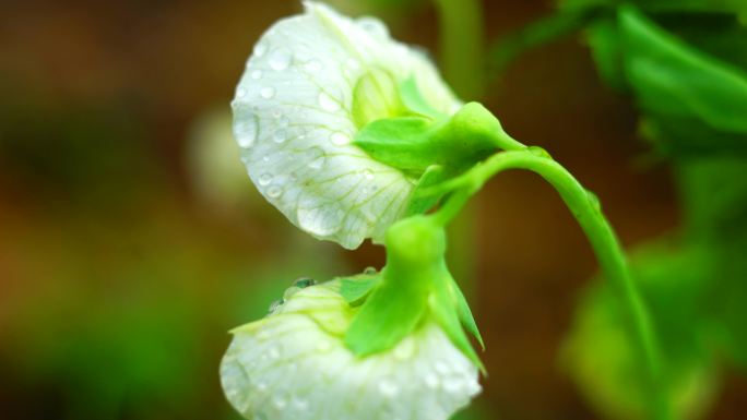 豌豆花下雨天露水雨水雨珠4K