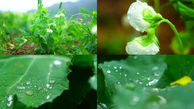 豌豆花下雨天露水雨水雨珠4K