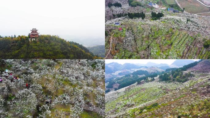 重庆渝北印盒李花生态旅游区航拍素材2