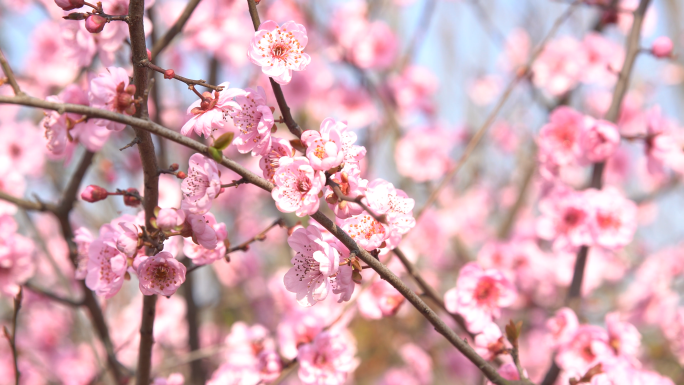 【4K】春天各种花朵盛开