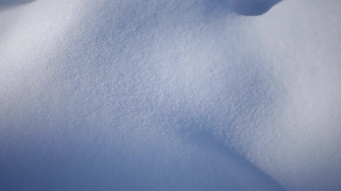 雪地雪球雪花冬季植物