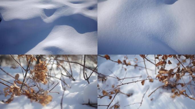 雪地雪球雪花冬季植物