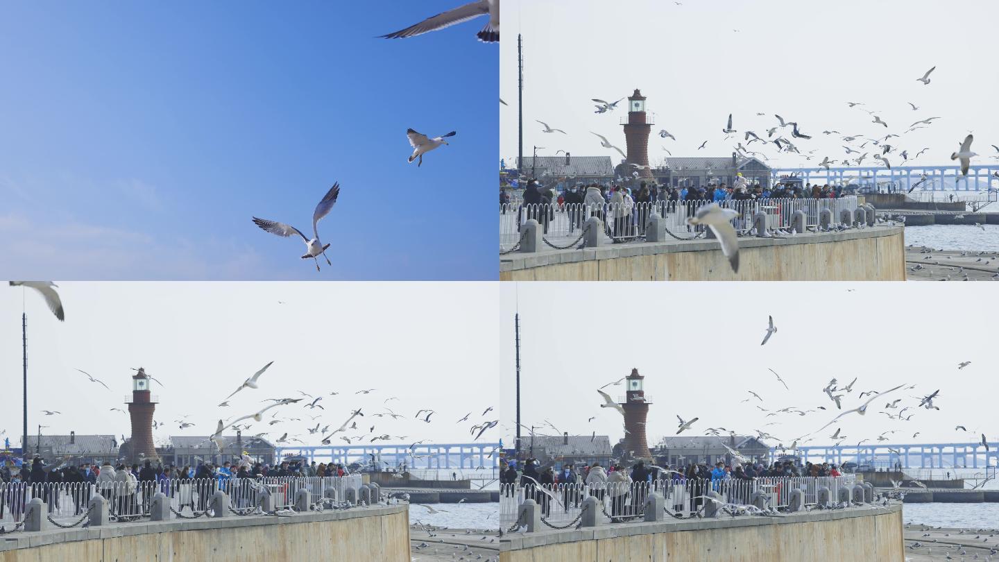 大连星海广场海鸥4K120帧