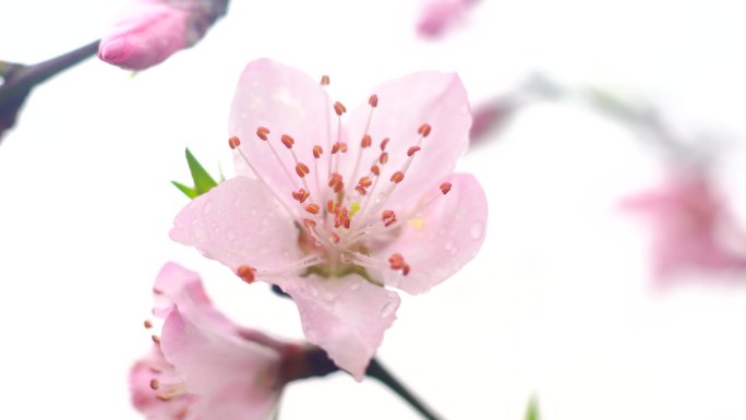 桃花花骨朵桃花特写4K