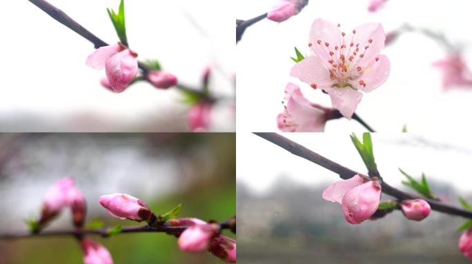 桃花花骨朵桃花特写4K