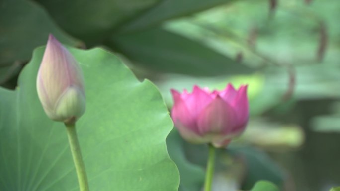 荷花高清实拍素材