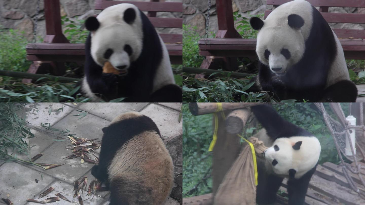 熊猫的日常生活