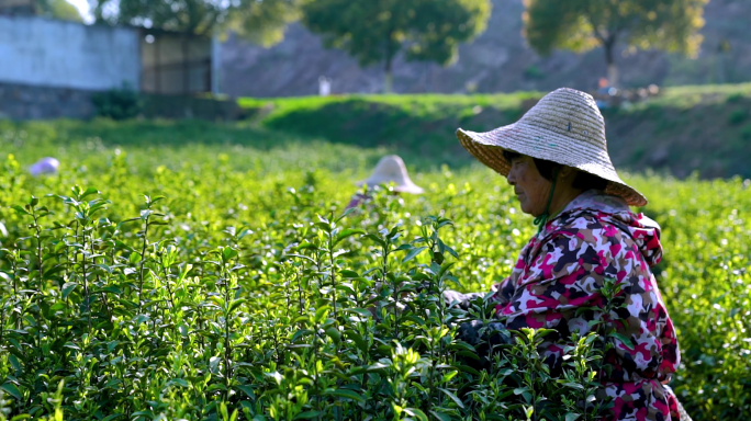 4k航拍茶园采茶