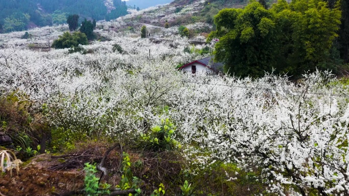 重庆渝北印盒李花生态旅游区航拍素材1