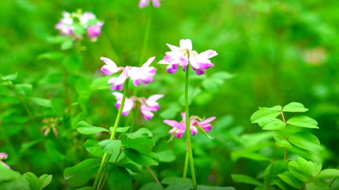 野花春意盎然初春花芽4K