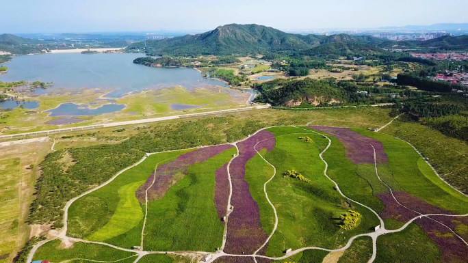 航拍北京昌平七孔桥十三陵水库春季花海