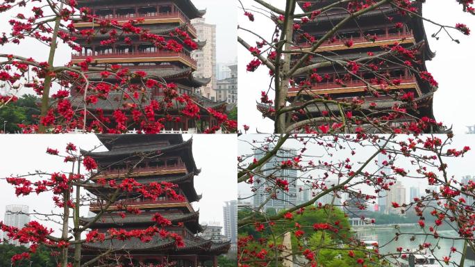 南宁春暖花开唯美木棉花