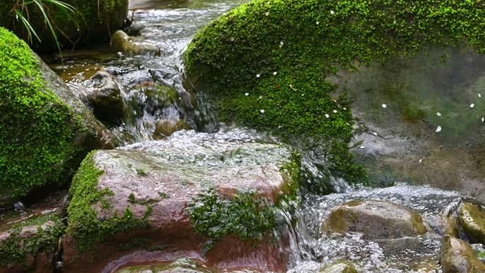 小溪清澈泉水流过长满青苔的石头