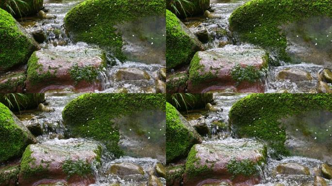 小溪清澈泉水流过长满青苔的石头