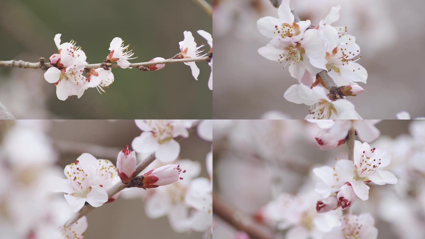 初春的花朵 3840x2160 高清视频素材下载 编号 实拍视频 Vj师网www Vjshi Com 初春的花朵 3840x2160 高清视频素材下载 编号 实拍视频 Vj师网www Vjshi Com