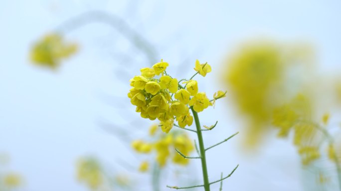 唯美的油菜花