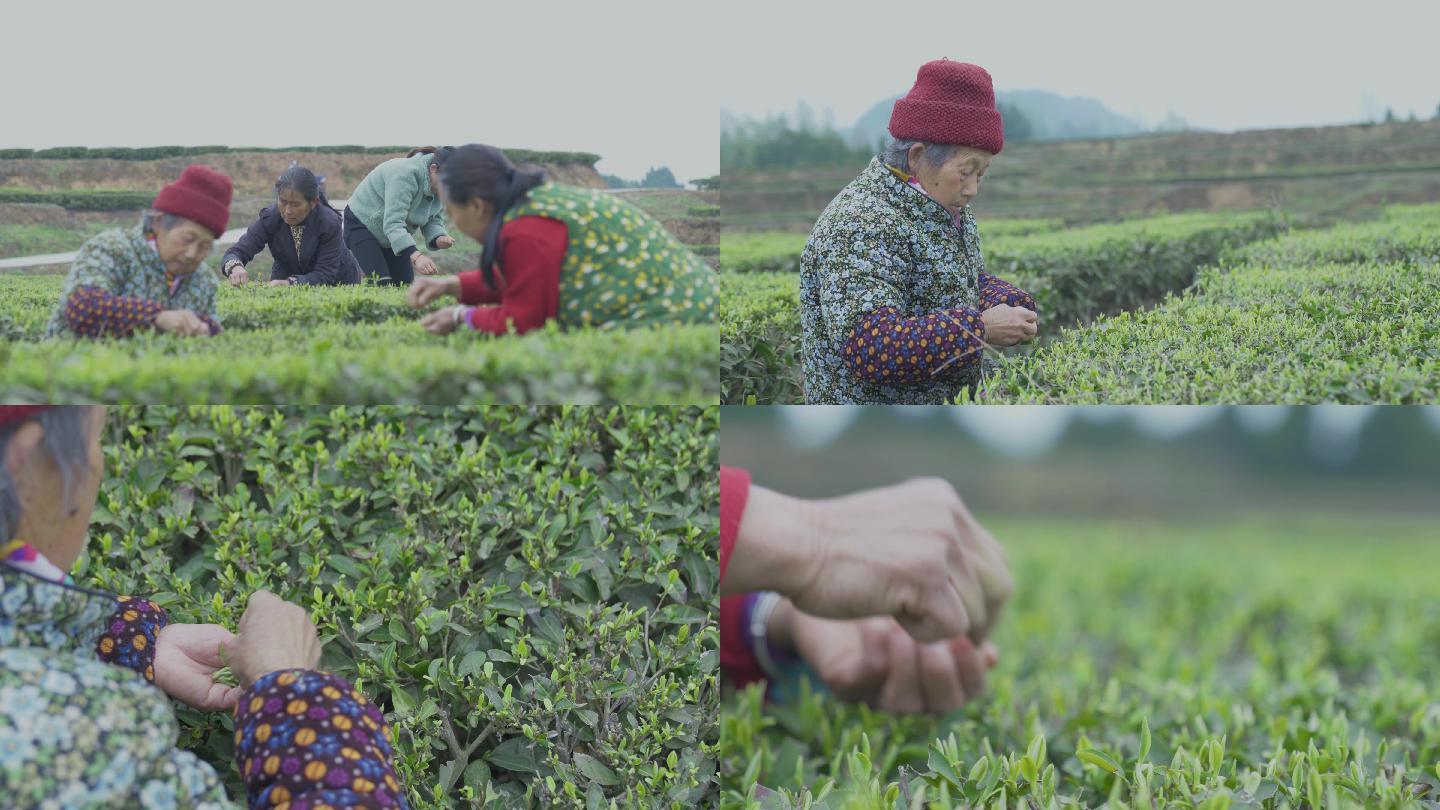 【4K视频】老奶奶采茶叶