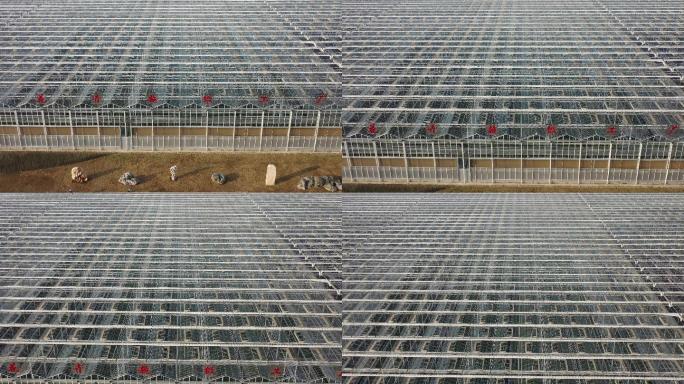 4K原素材-航拍上海花卉超级工厂