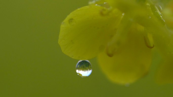 早晨的油菜花