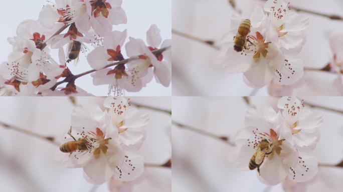 春天的花朵和蜜蜂