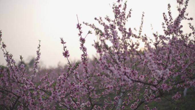 桃花开了