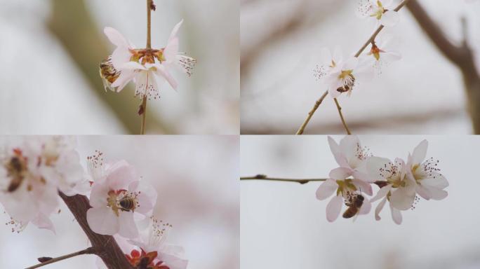 山桃花盛开的季节