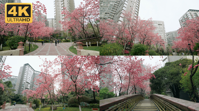 【4K】唯美小区环境，樱花开满小区