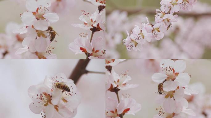 春暖花开蜜蜂