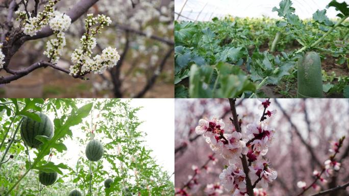 春天桃树开花农业种植