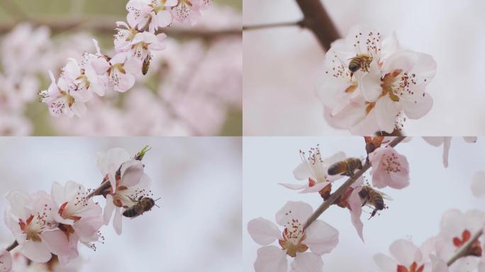 山桃花盛开的春天
