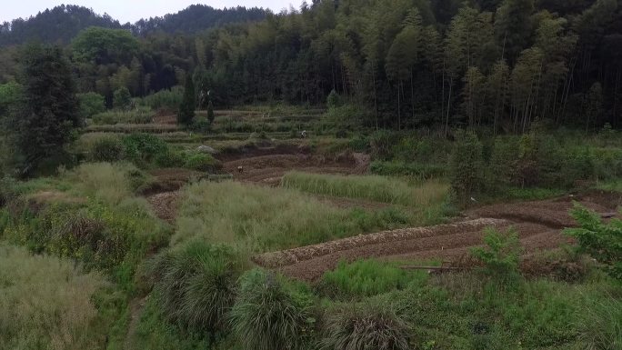 婺源航拍油菜花田和耕作的农民