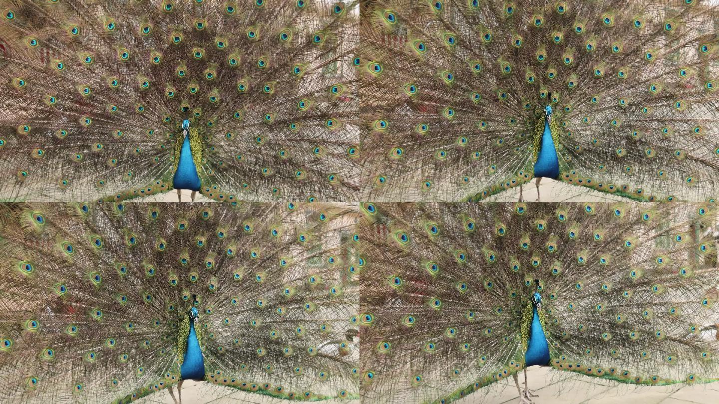 孔雀素材雄孔雀开屏雌孔雀动物园喂孔雀 19x1080 高清视频素材下载 编号 实拍视频 Vj师网www Vjshi Com 孔雀素材雄孔雀开屏雌孔雀动物园喂孔雀 19x1080 高清视频素材下载 编号 实拍视频 Vj师网www Vjshi Com