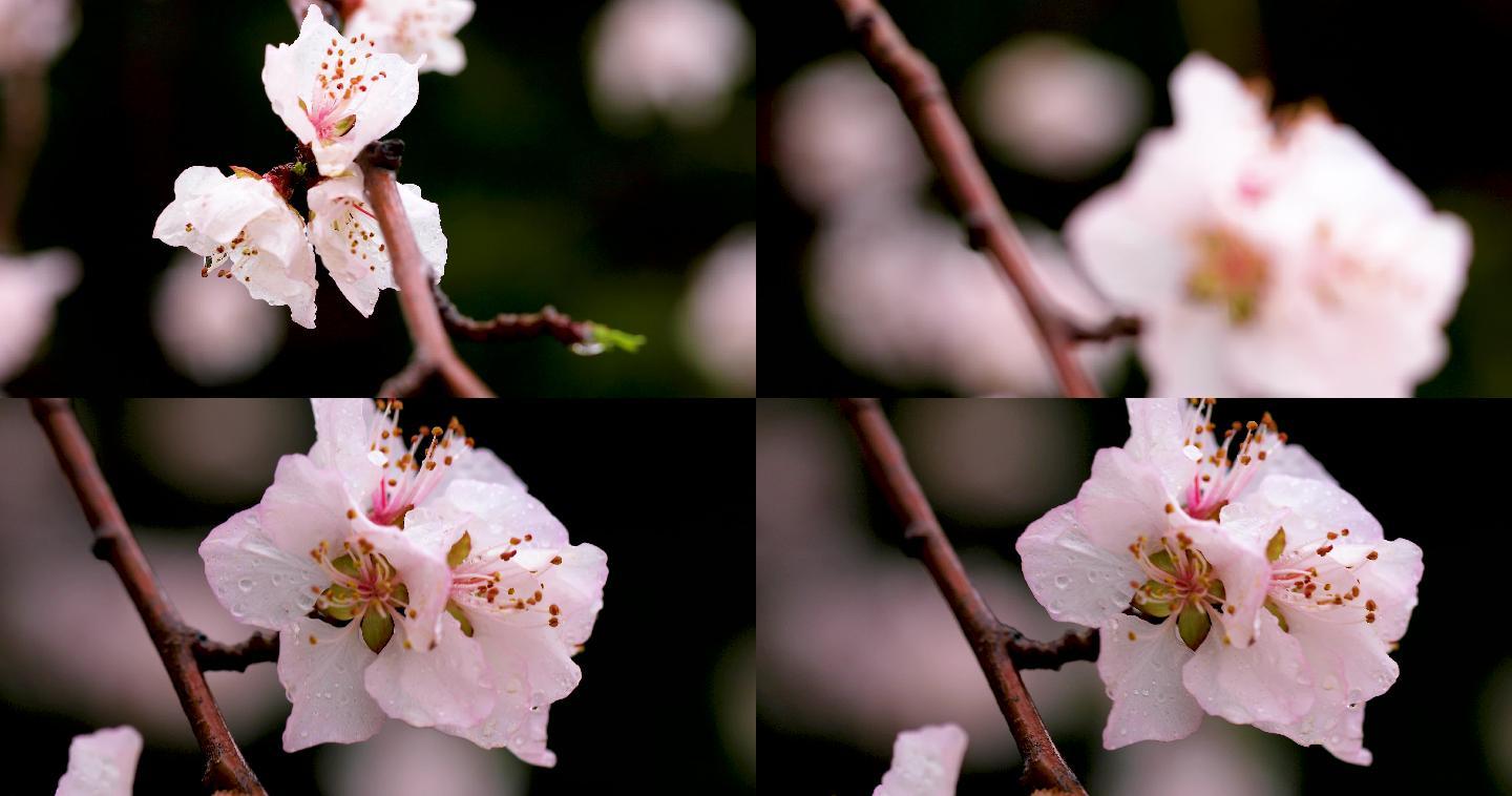 4K拍摄雨后的桃花