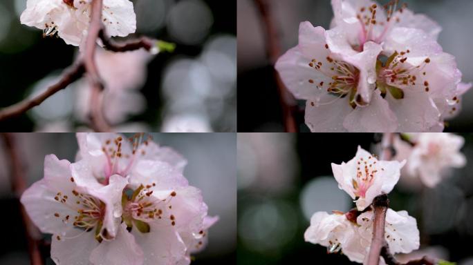 4K拍摄雨后的桃花